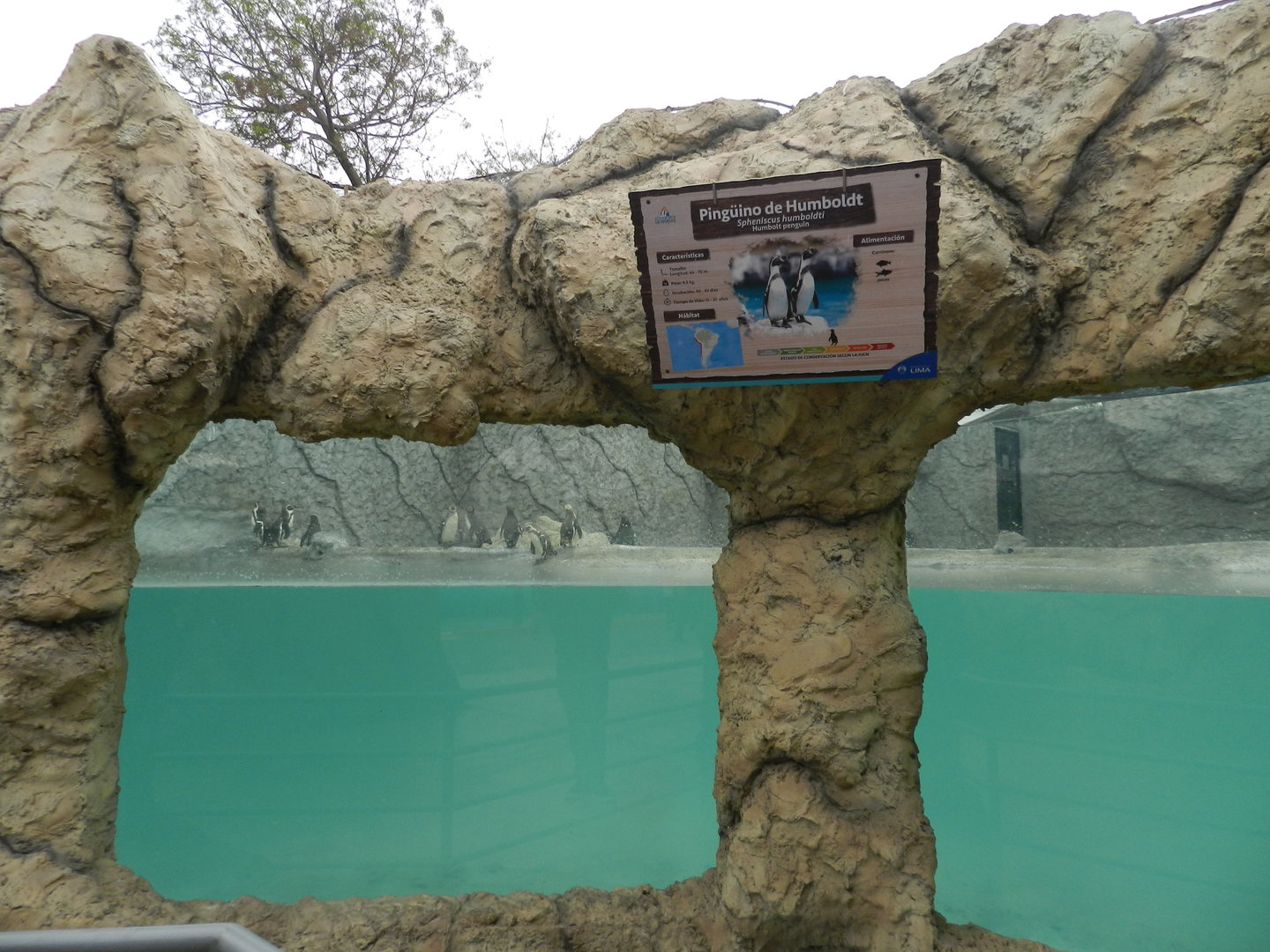 Humboldt penguin exhibit - Parque de Las Leyendas
