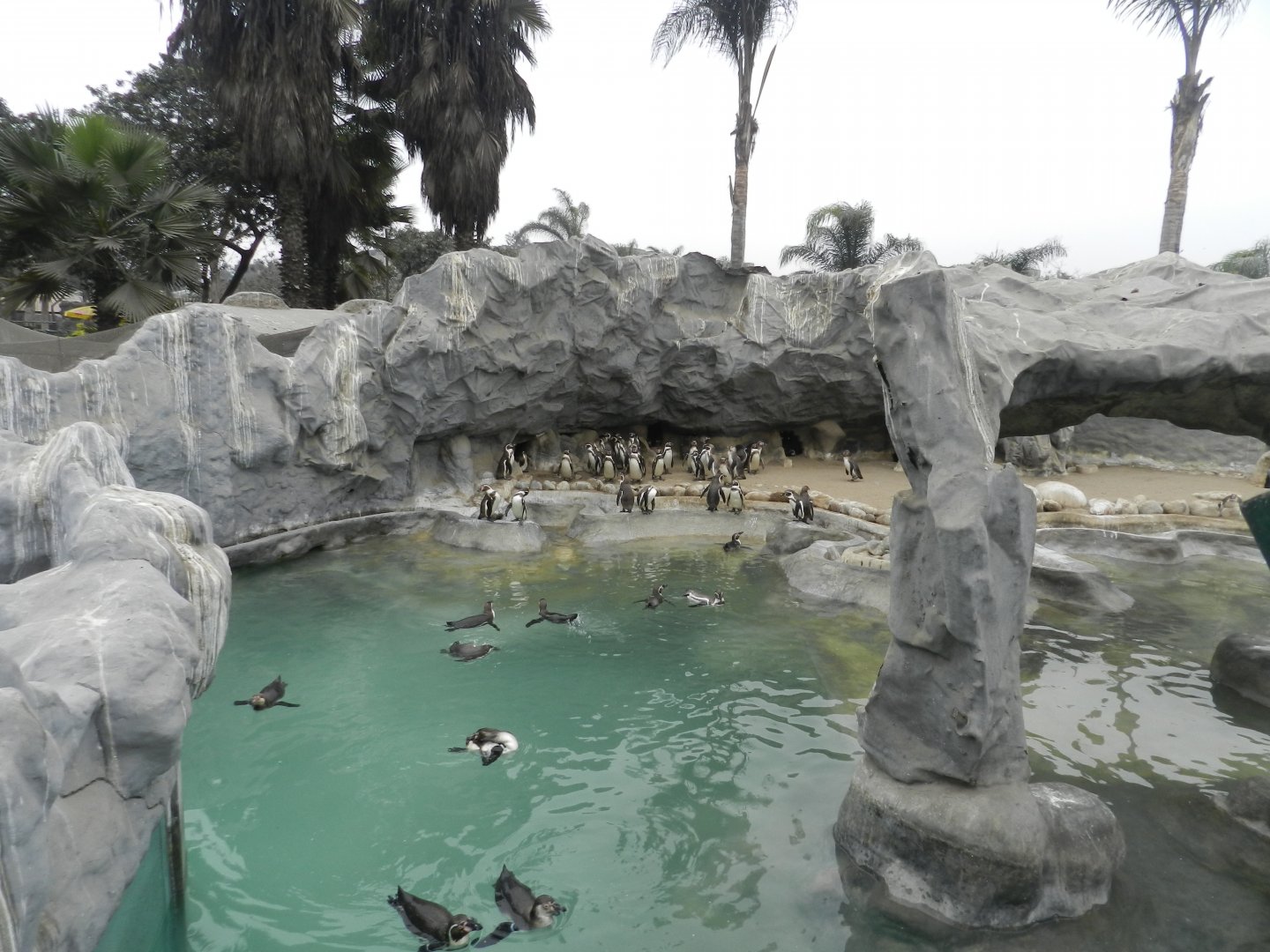 Humboldt penguin exhibit - Parque Zoológico Huachipa