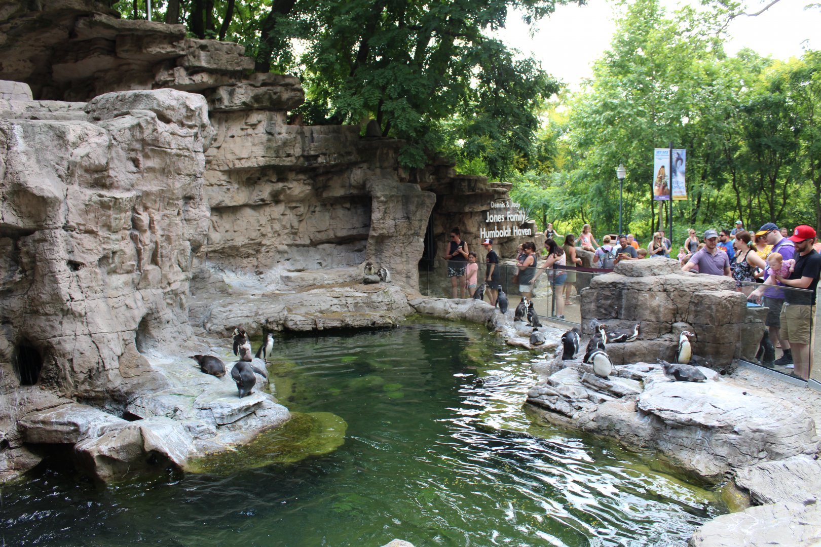 Humboldt Penguin Exhibit - Penguin and Puffin Coast