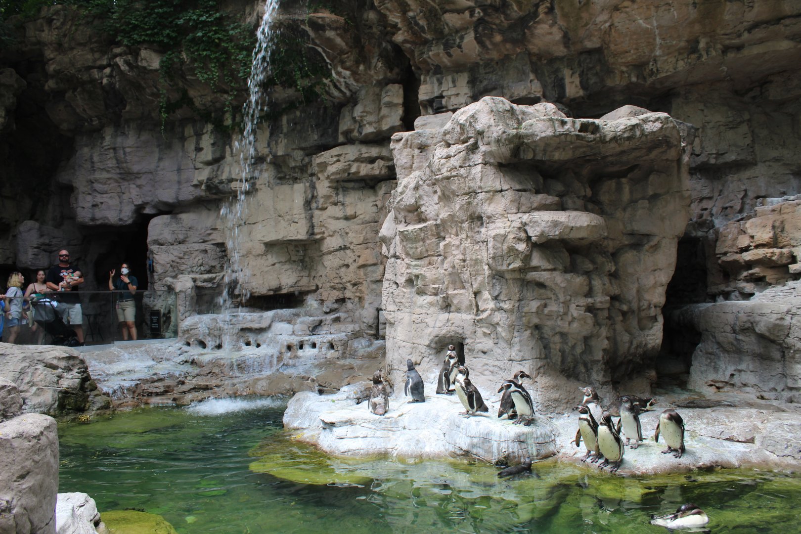 Humboldt Penguin Exhibit - Penguin and Puffin Coast