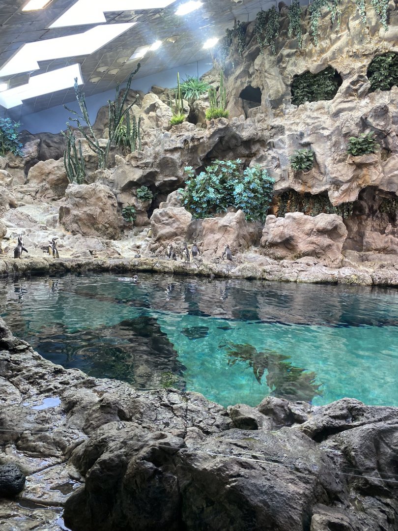 Humboldt Penguin exhibit, Planet Penguin