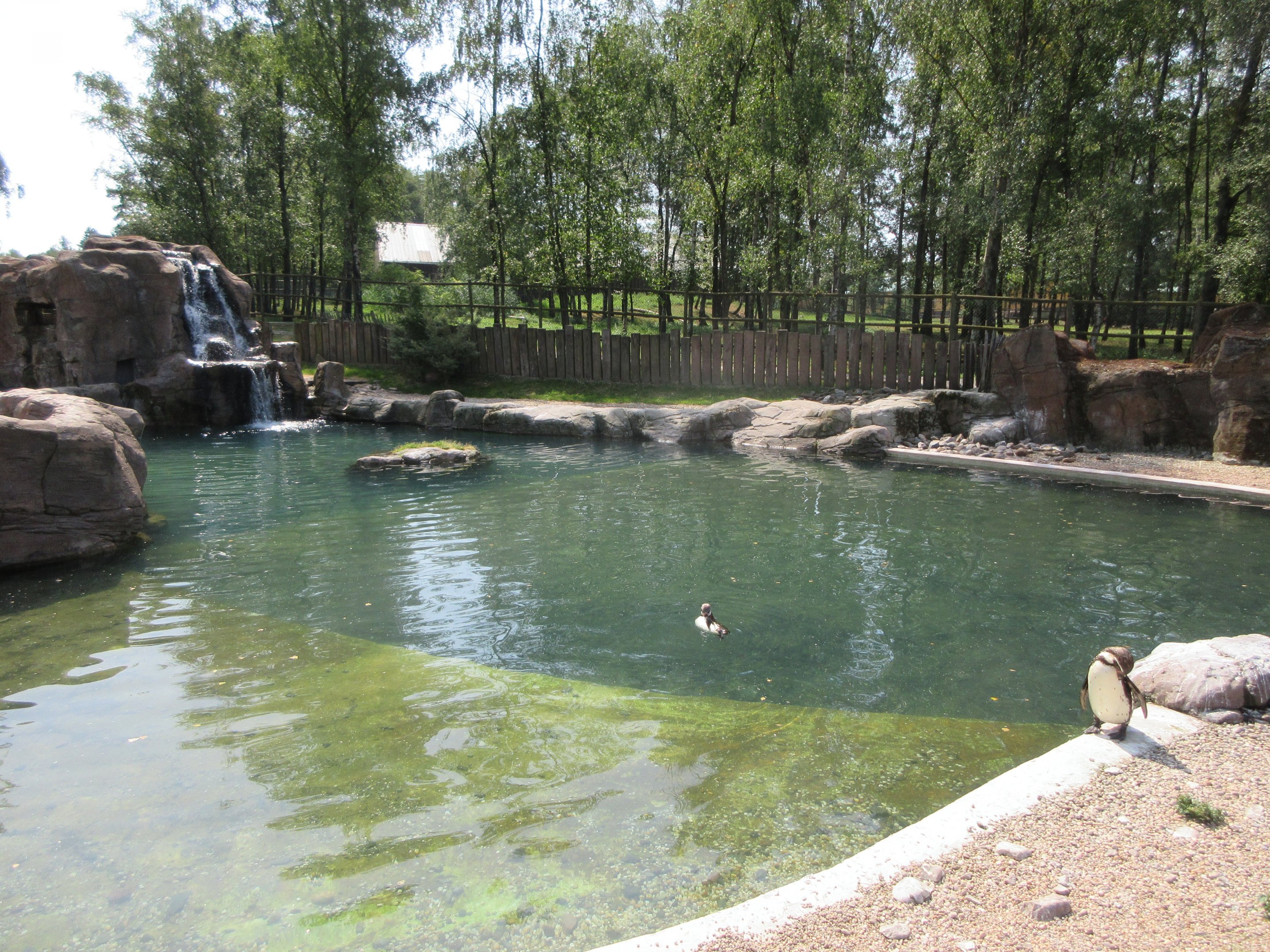 Humboldt Penguin Exhibit - Pool