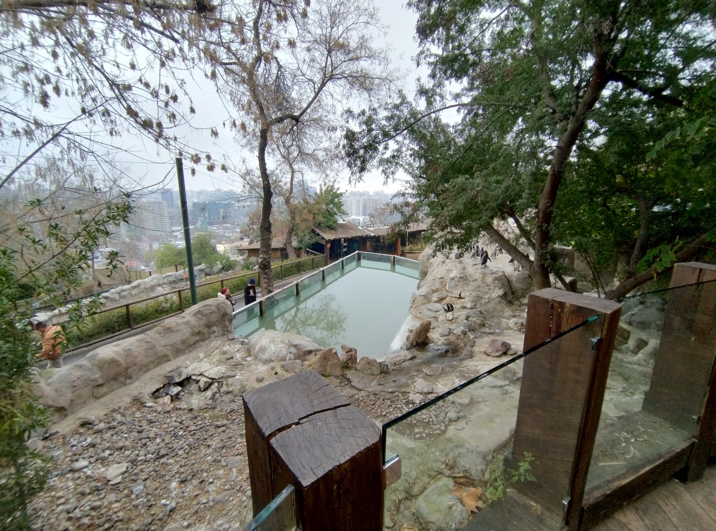 Humboldt penguin exhibit - Santiago zoo (Zoologico nacional)