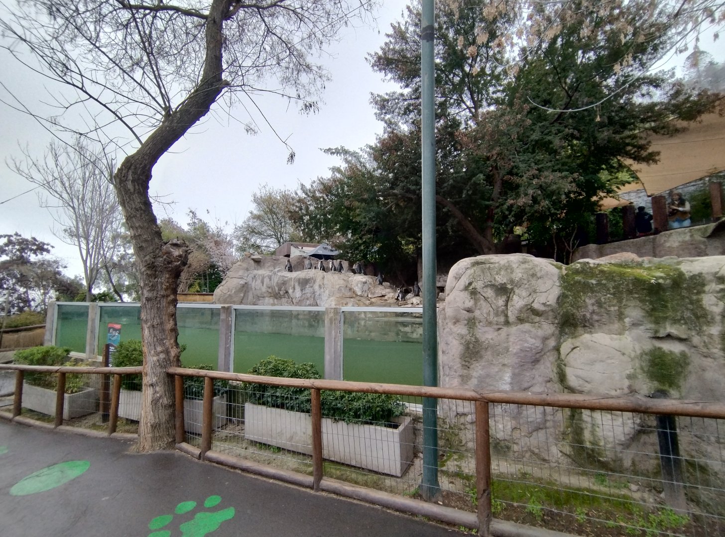 Humboldt penguin exhibit - Santiago zoo (Zoologico nacional)