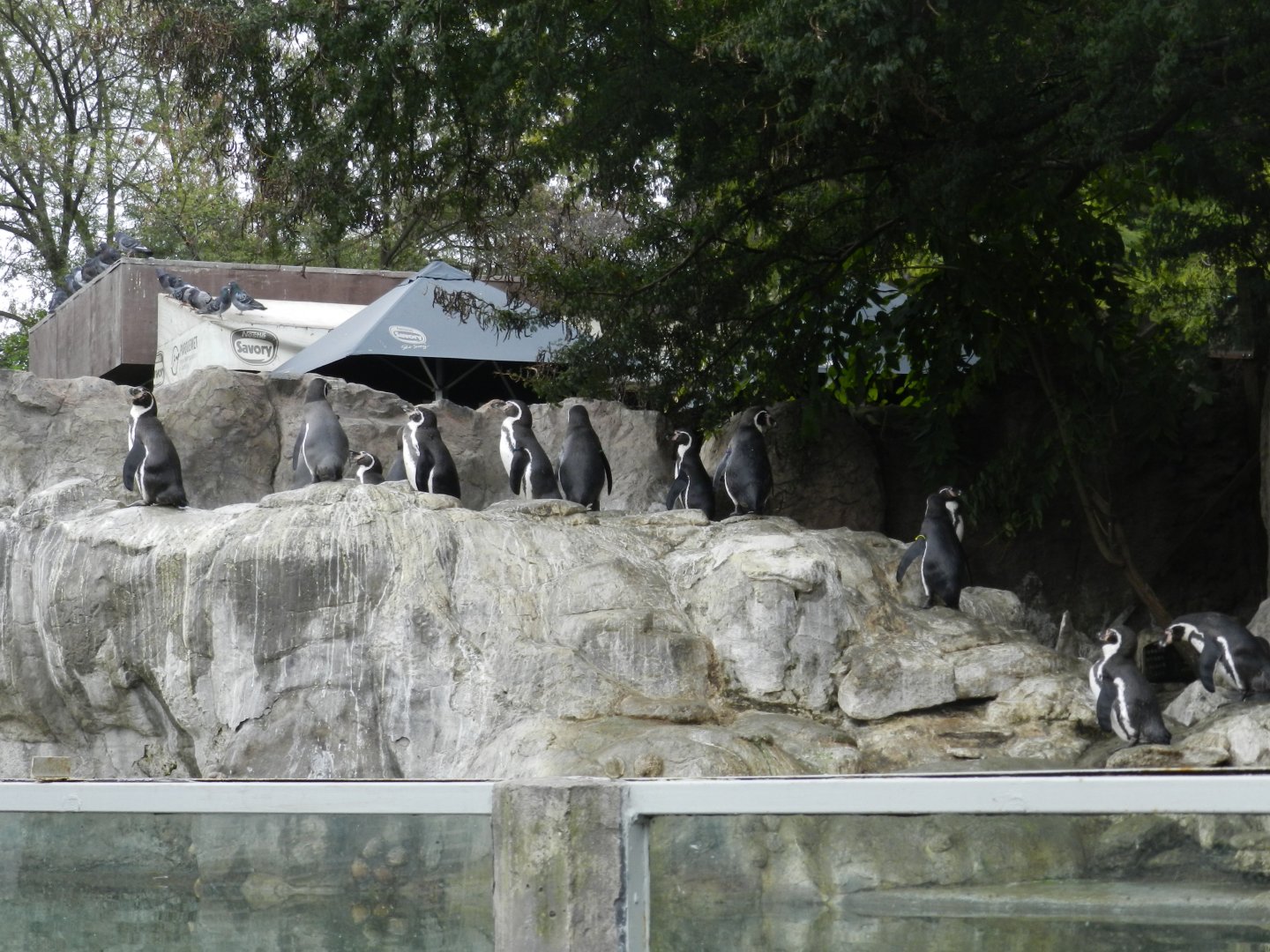 Humboldt penguin exhibit - Santiago zoo (Zoologico nacional)
