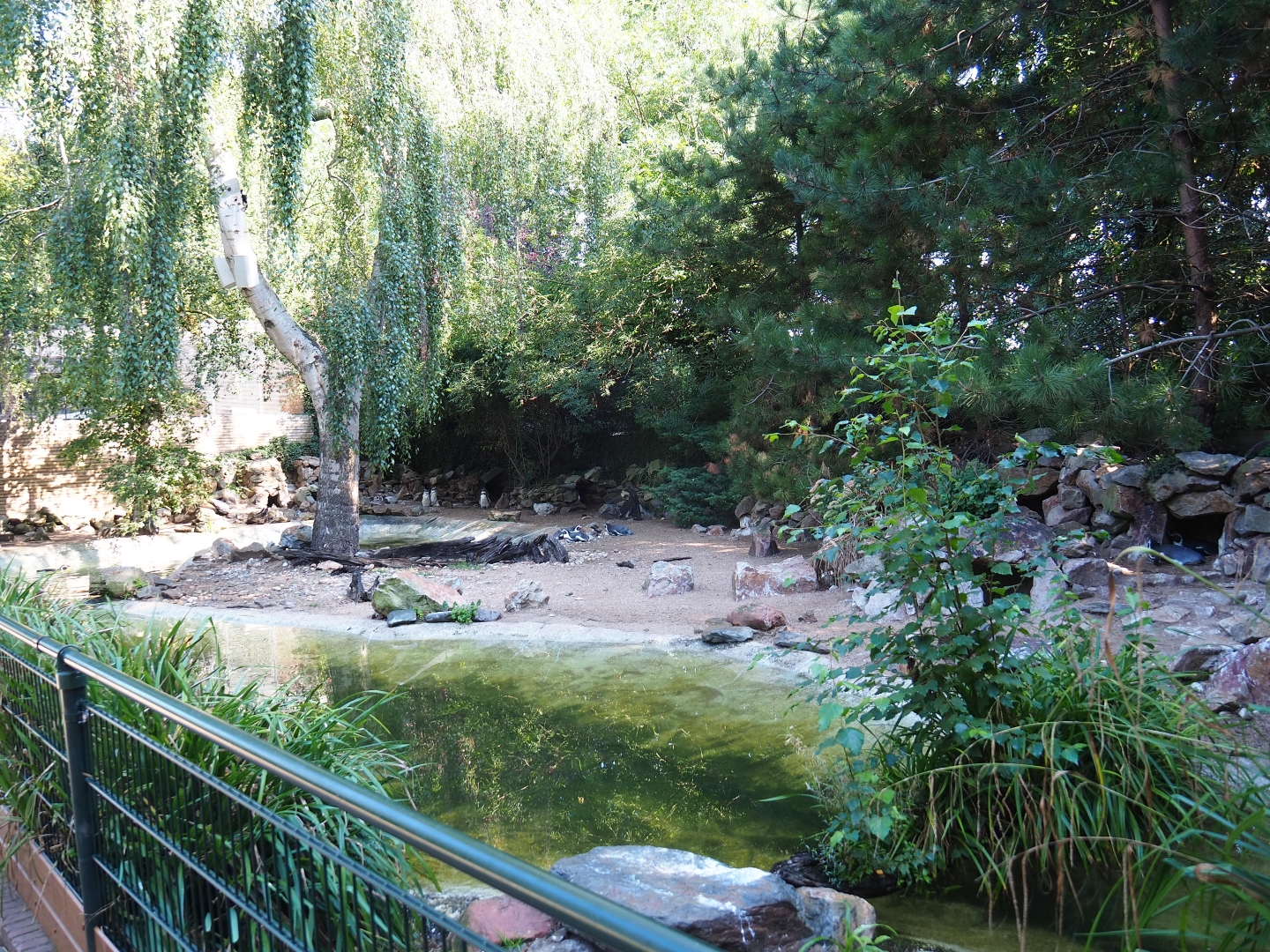 Humboldt penguin exhibit (Sep 2nd, 2018)