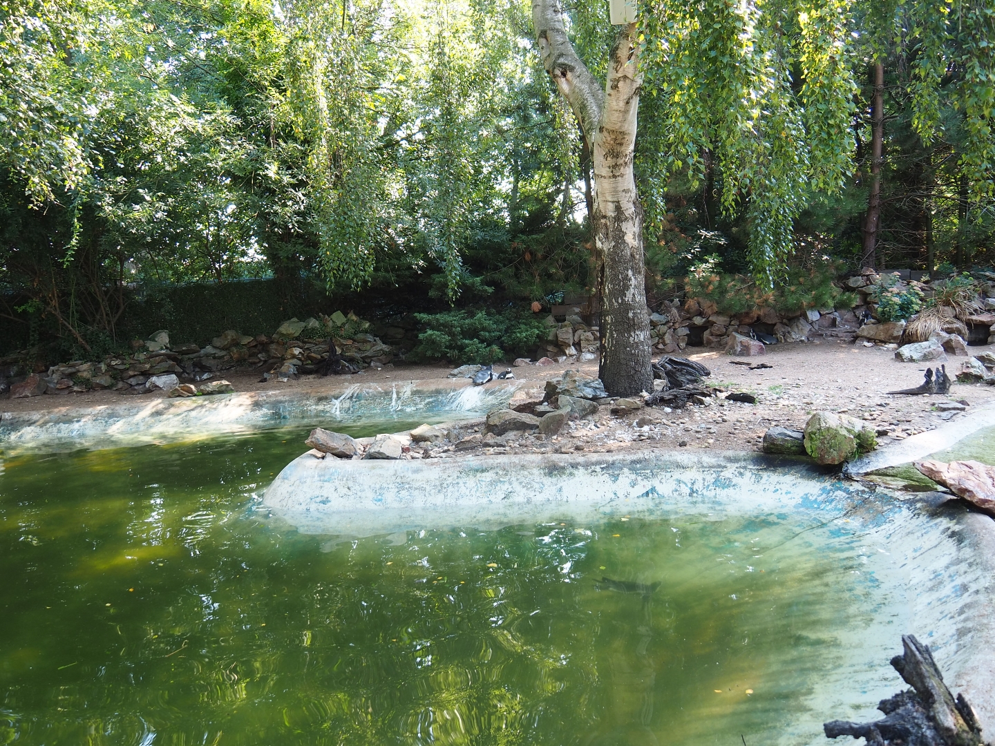 Humboldt penguin exhibit (Sep 2nd, 2018)