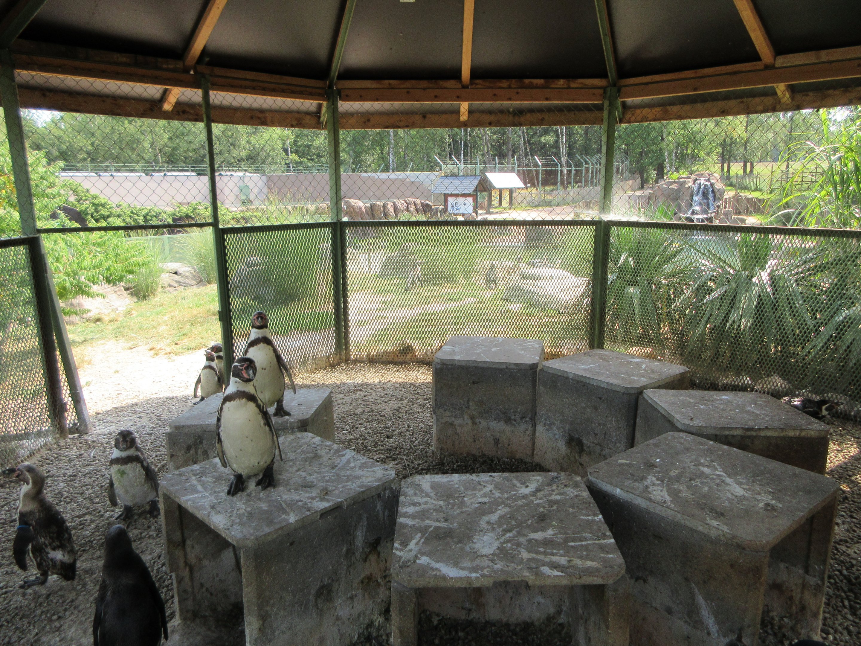 Humboldt Penguin Exhibit - Sheltered Area