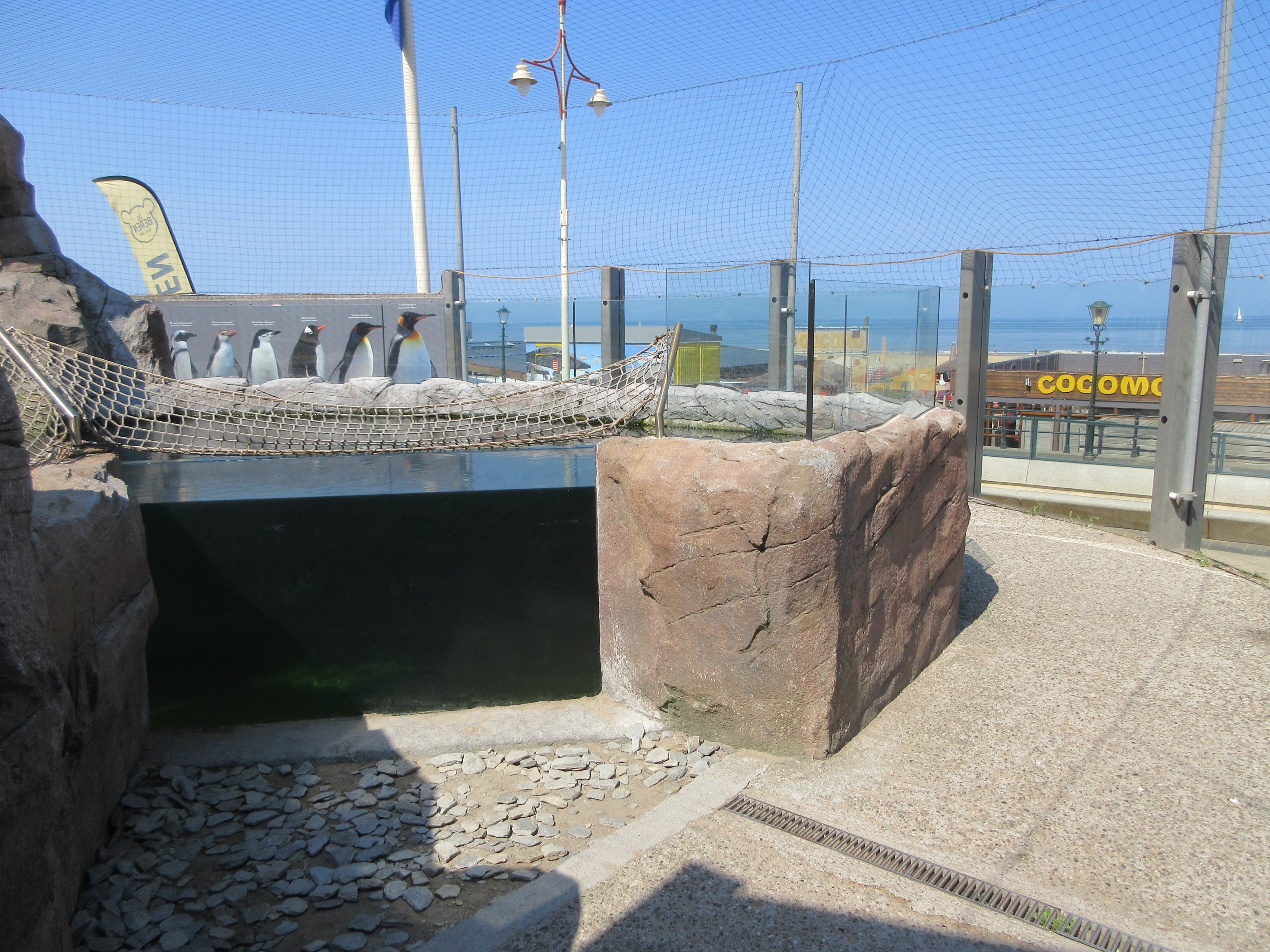 Humboldt Penguin Exhibit - underwater viewing