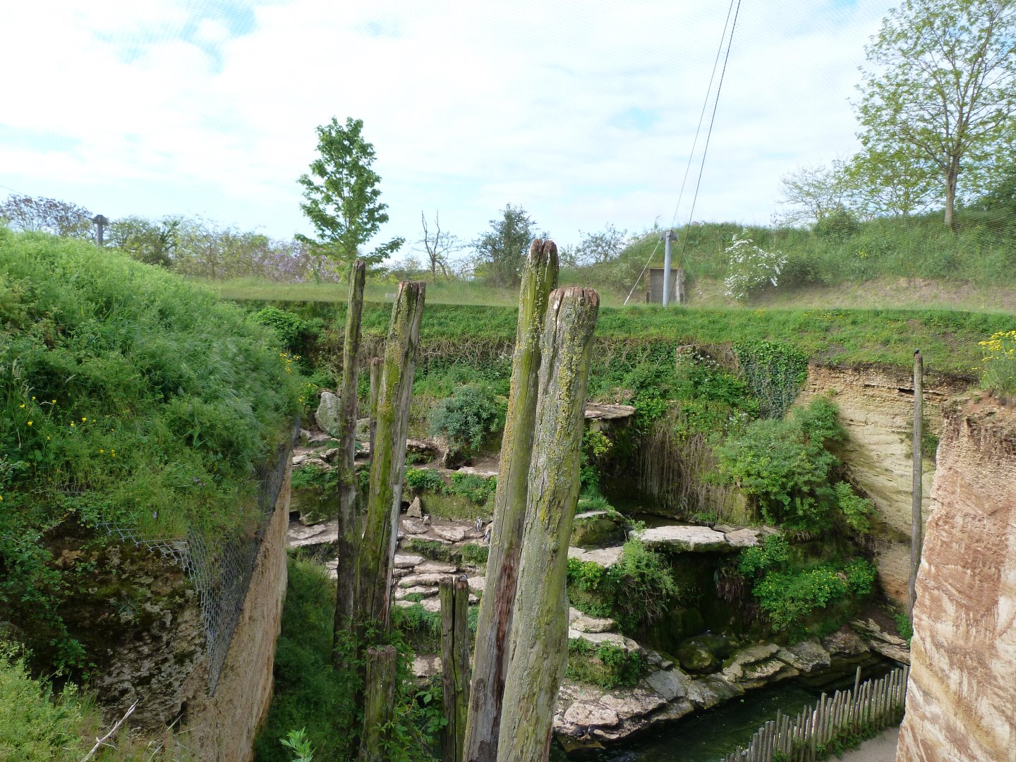Humboldt penguin exhibit view -Bioparc de Doué la Fontaine (2025)