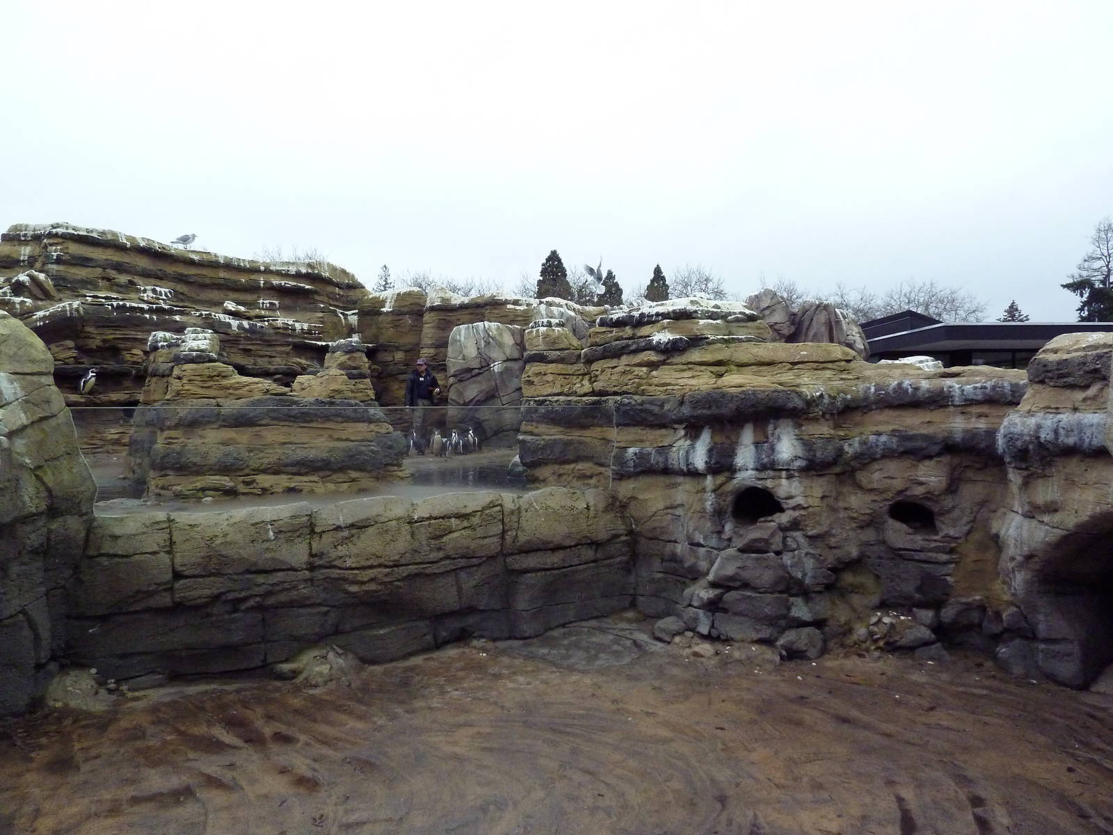 Humboldt Penguin Exhibit + Visitor Area