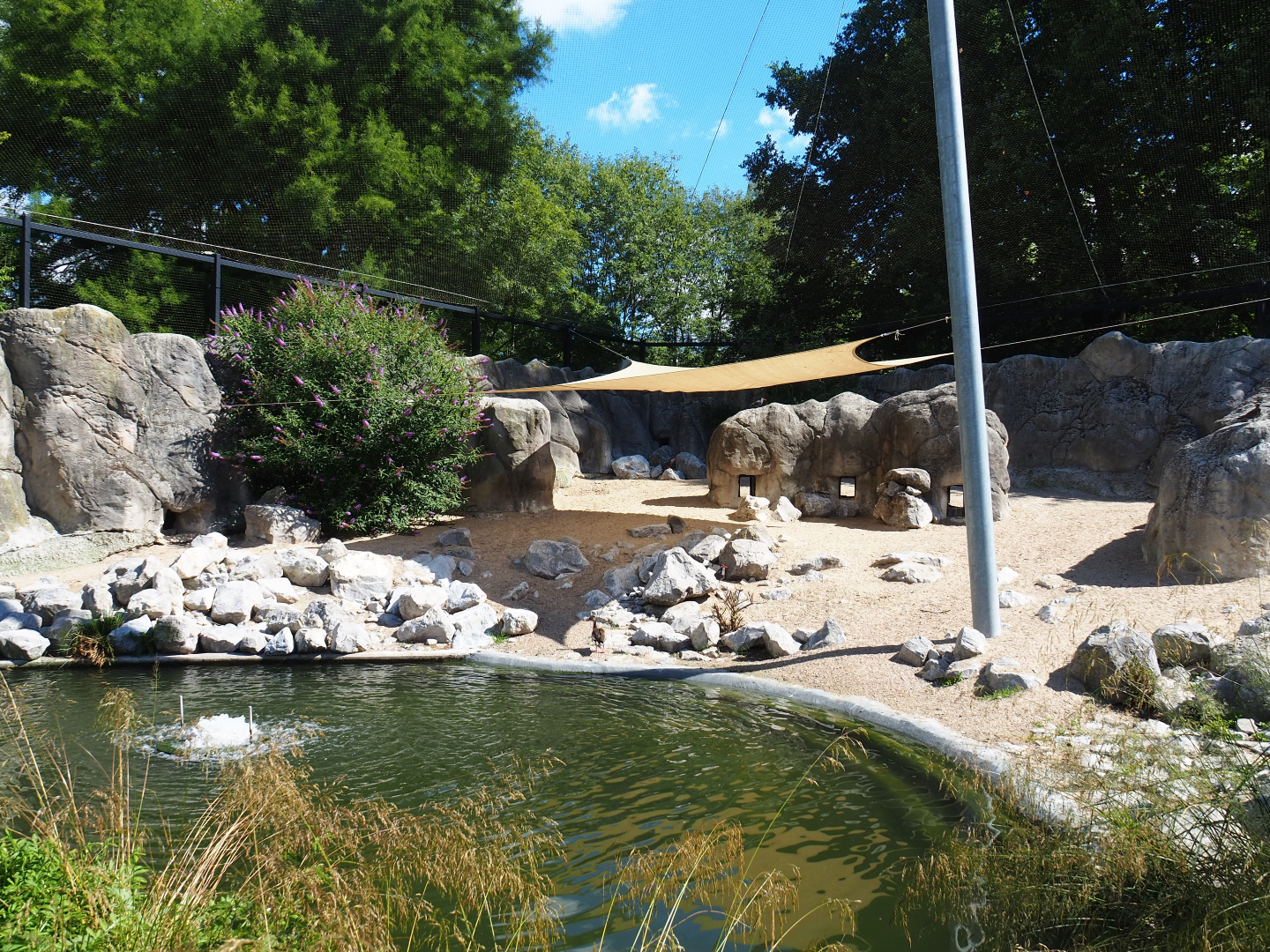 Humboldt penguin exhibit with new temporary shading tarp, 2020-07-21