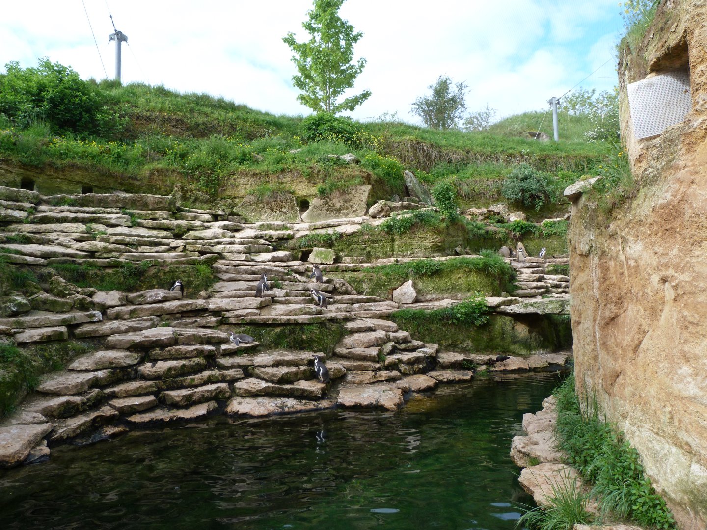 Humboldt penguin exhibit within South American aviary -Bioparc de Doué la Fontaine (2025)