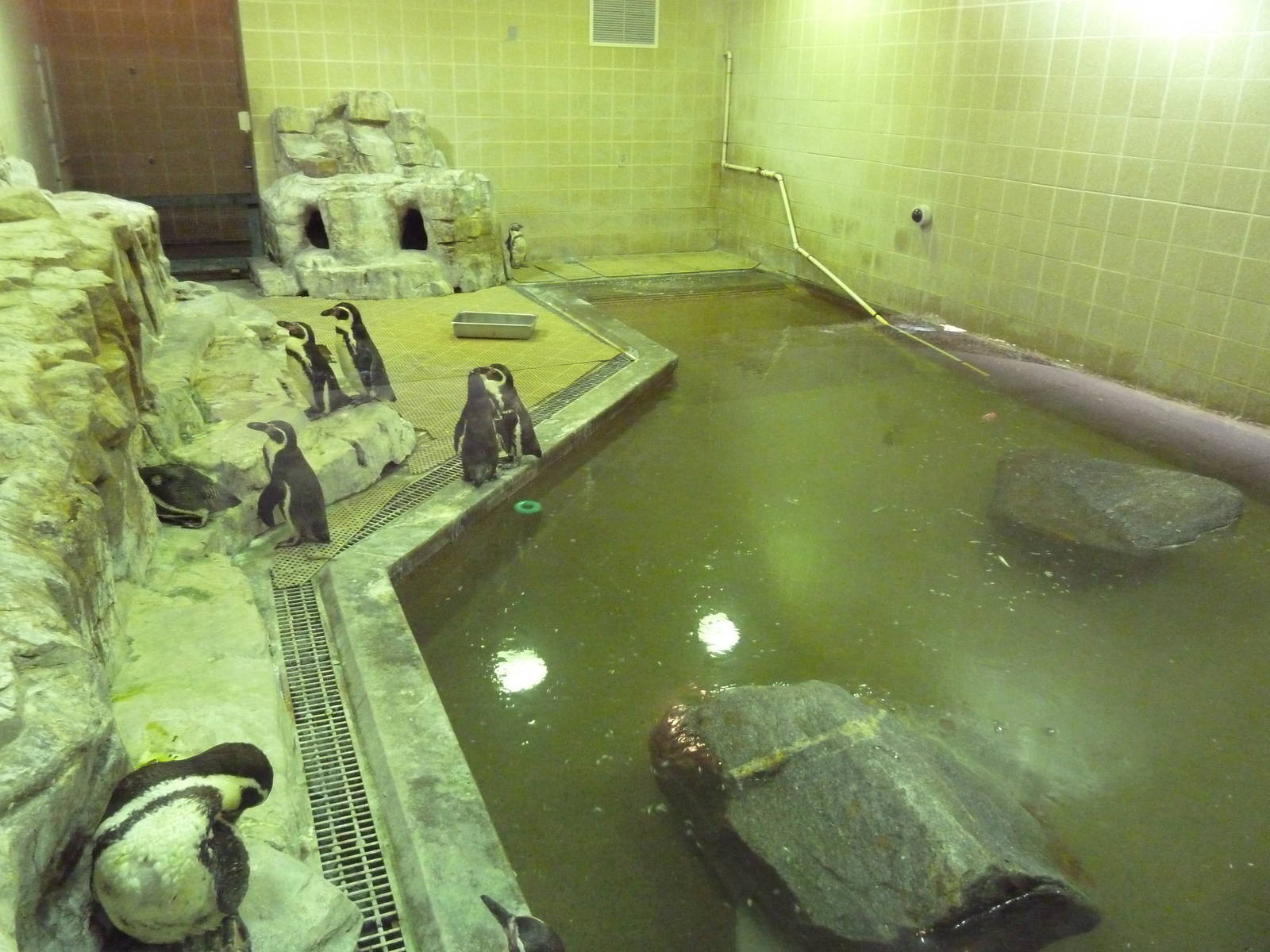 Humboldt Penguin Exhibit (World-Class!)