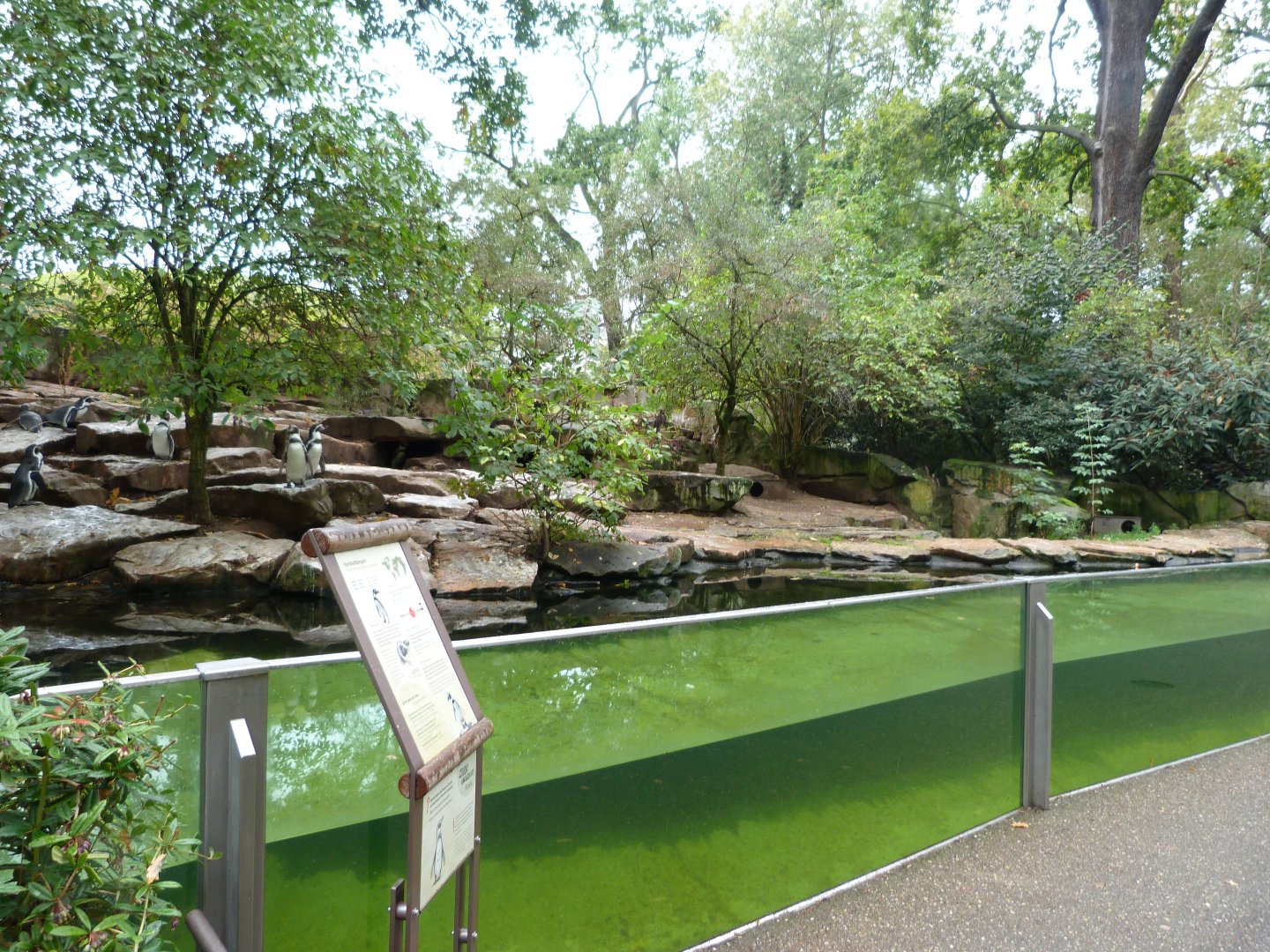 Humboldt penguin exhibit -Zoologischer Garten Berlin (2024)