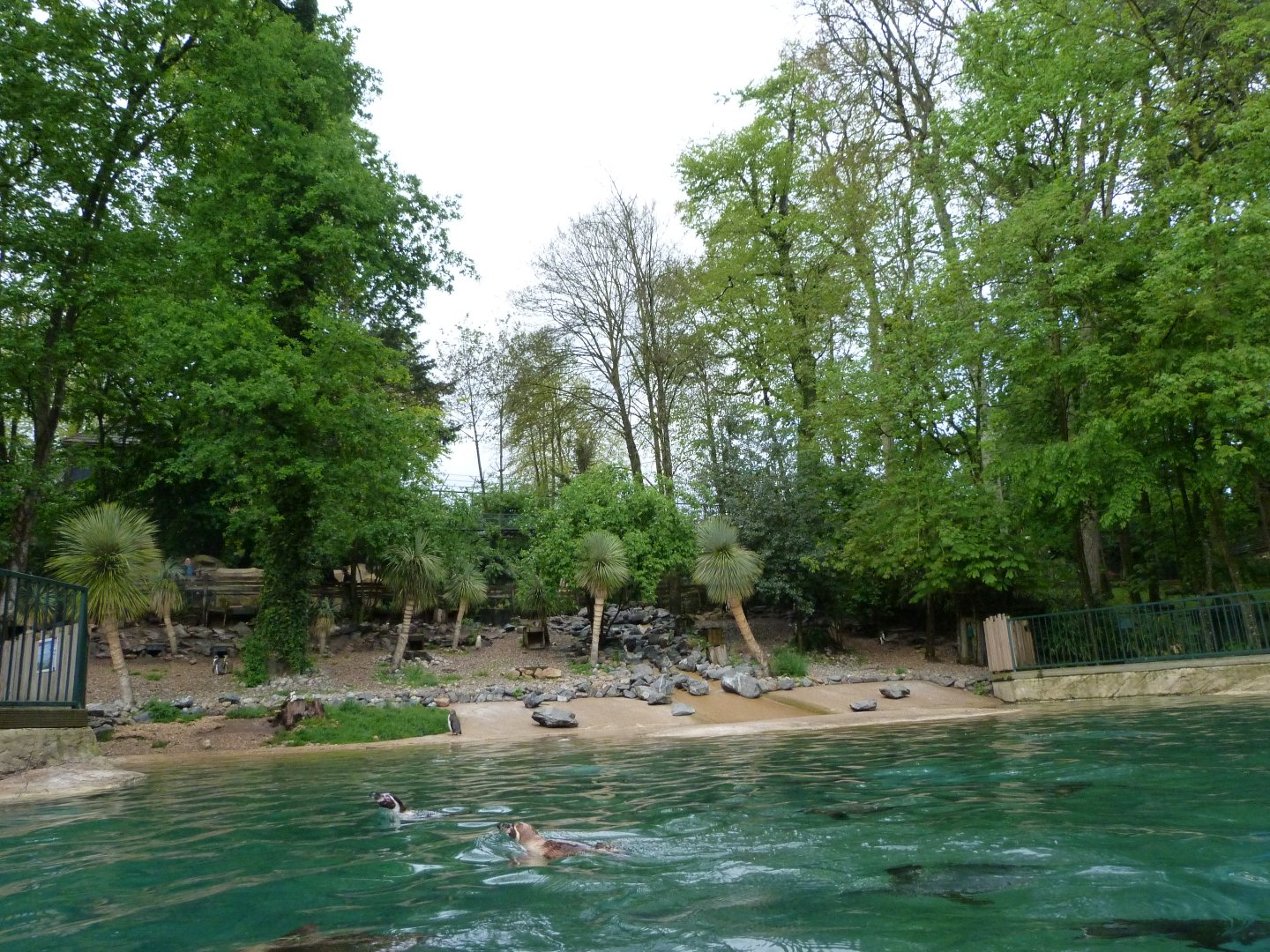 Humboldt penguin exhibit -ZooParc de Beauval (2025)