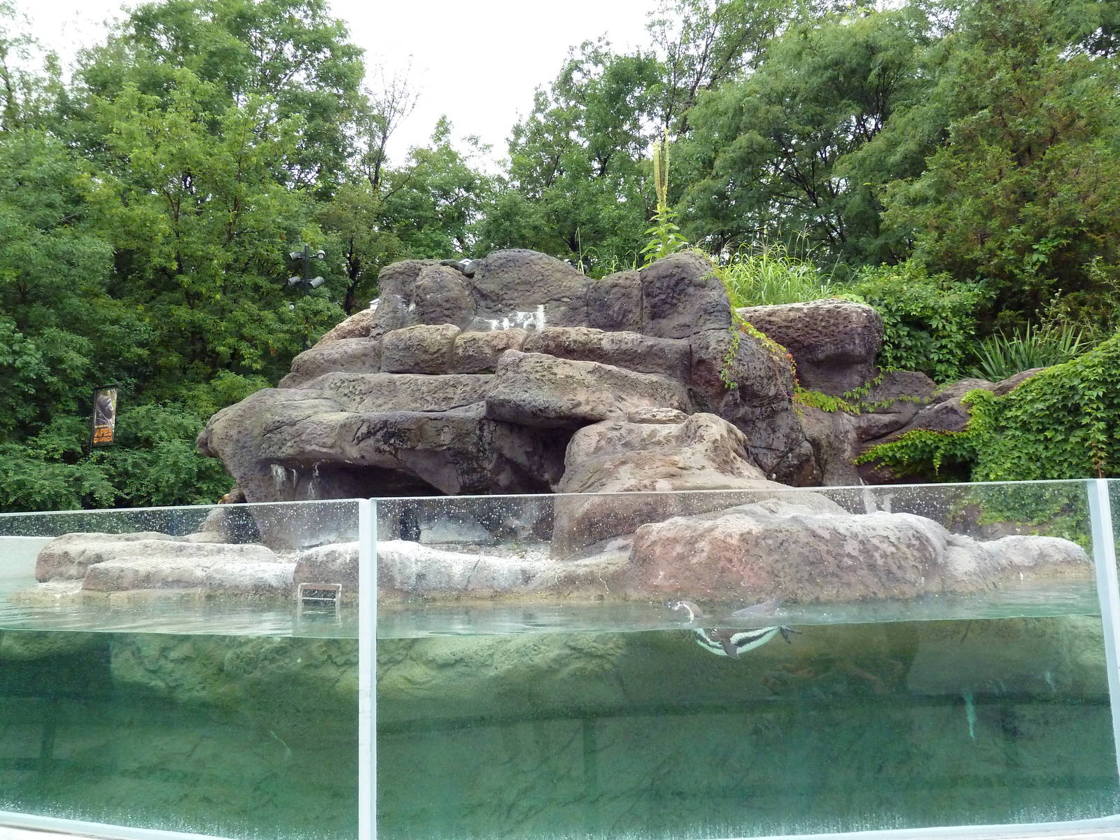 Humboldt Penguin Exhibit