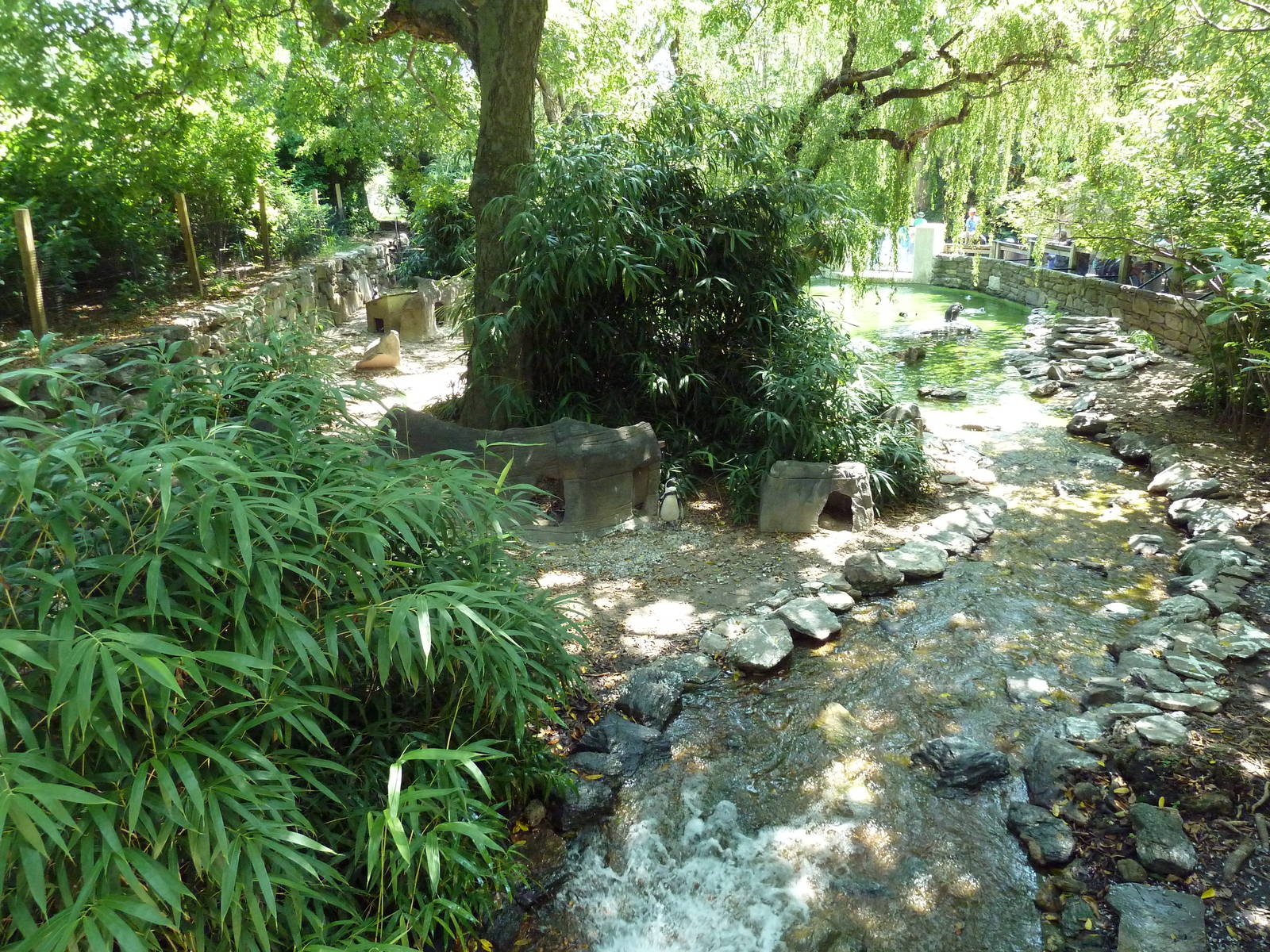 Humboldt Penguin Exhibit