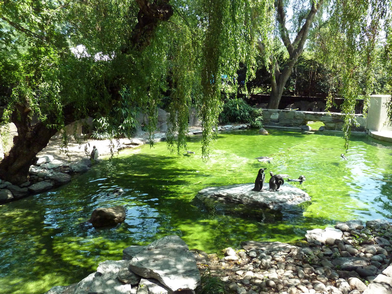 Humboldt Penguin Exhibit