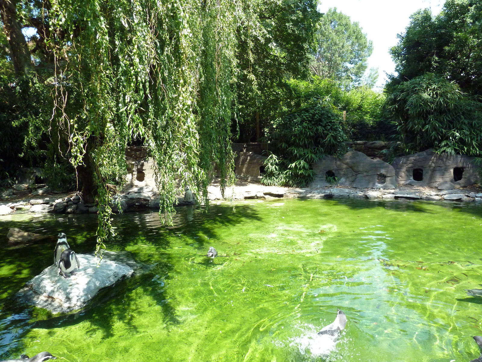 Humboldt Penguin Exhibit