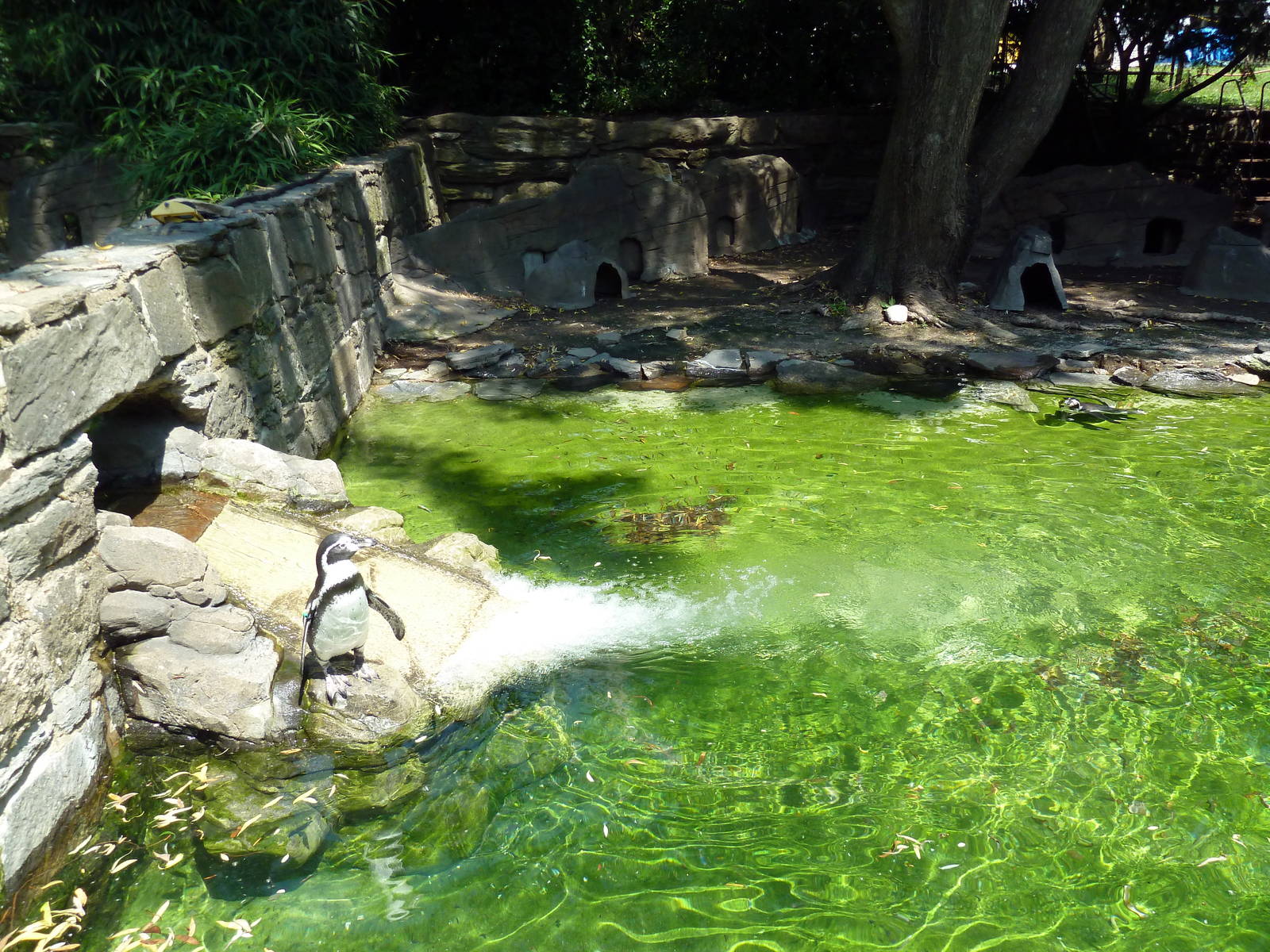 Humboldt Penguin Exhibit