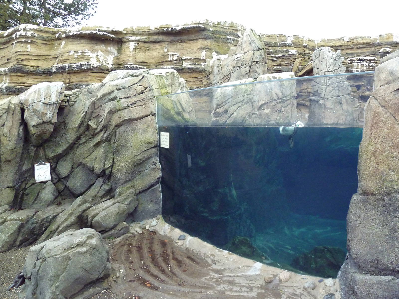 Humboldt Penguin Exhibit