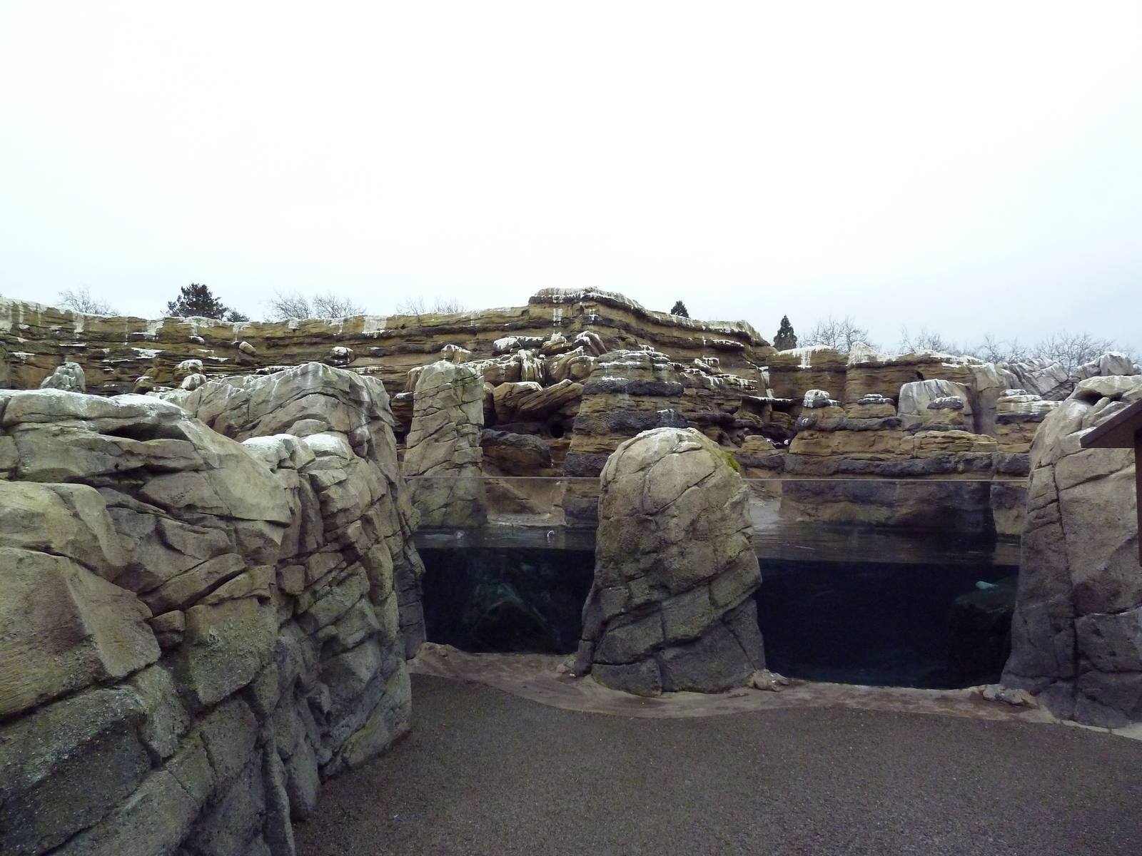 Humboldt Penguin Exhibit