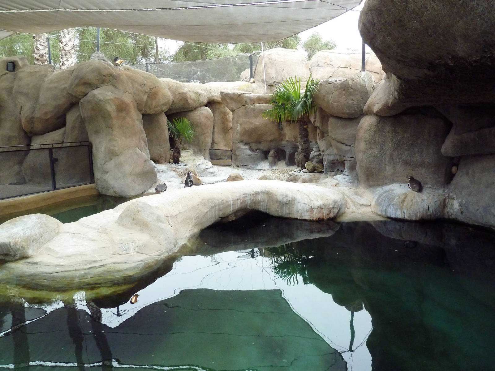 Humboldt Penguin Exhibit