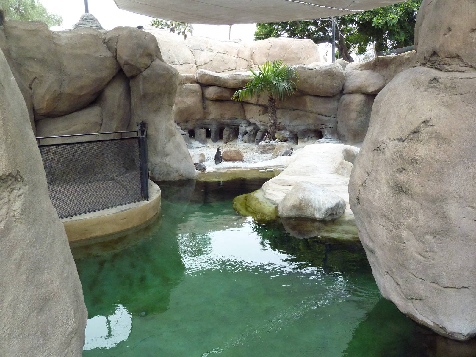 Humboldt Penguin Exhibit