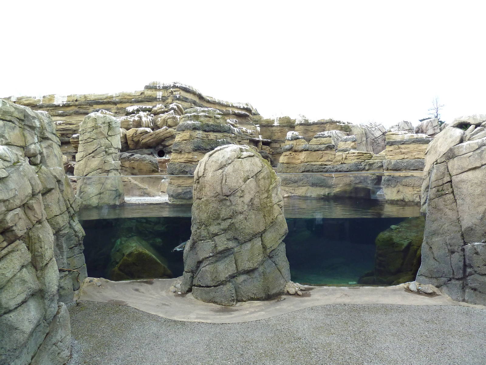 Humboldt Penguin Exhibit