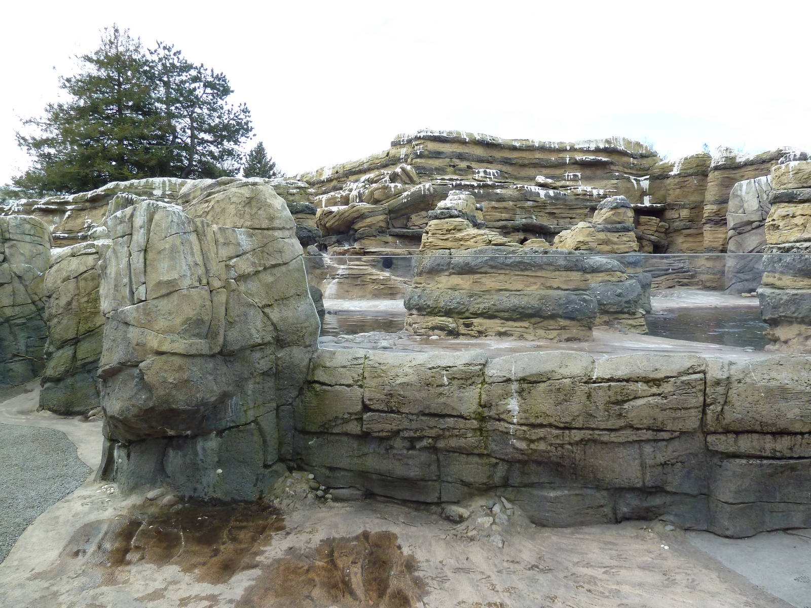 Humboldt Penguin Exhibit