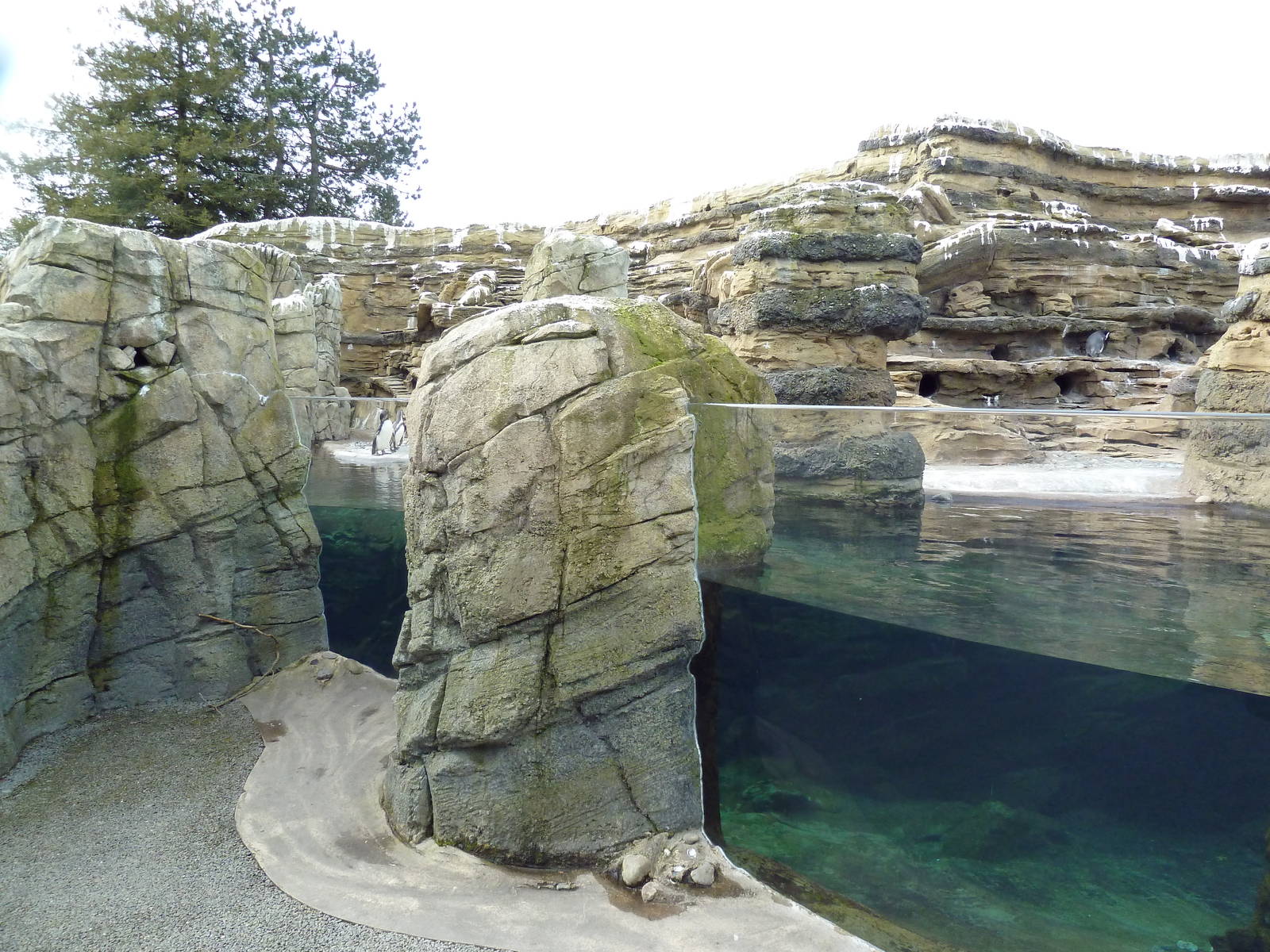 Humboldt Penguin Exhibit
