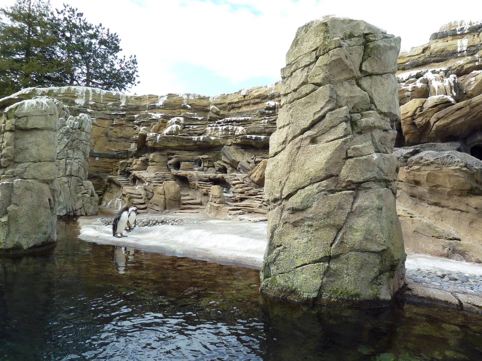 Humboldt Penguin Exhibit