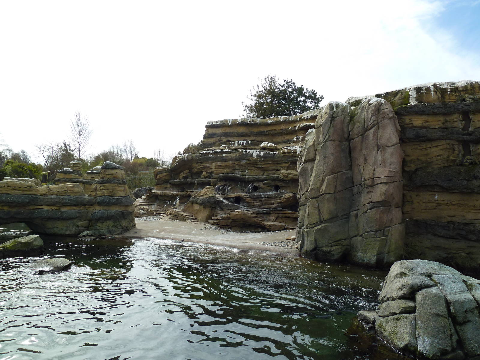 Humboldt Penguin Exhibit