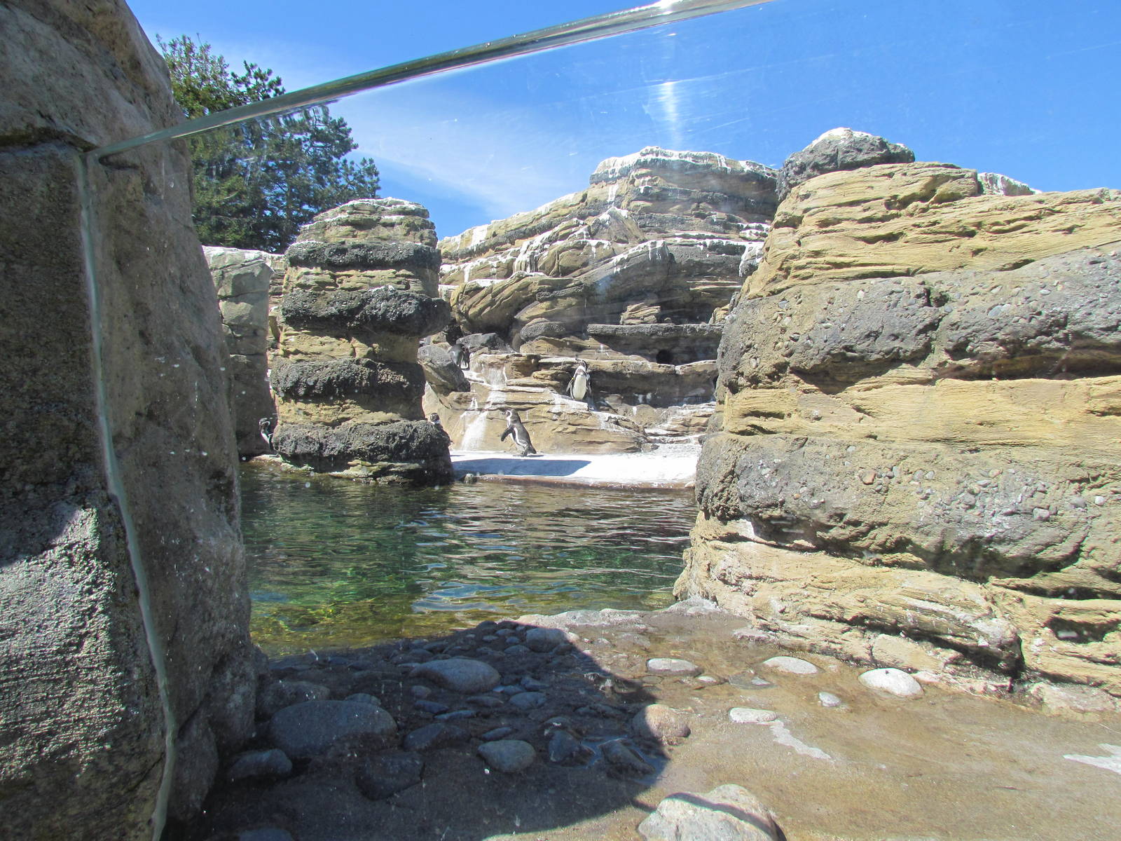 Humboldt Penguin Exhibit