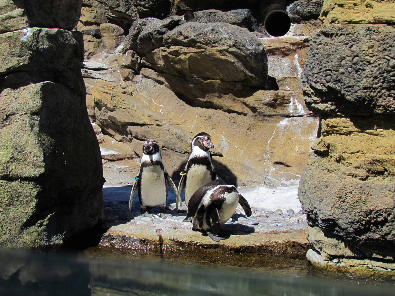 Humboldt Penguin Exhibit