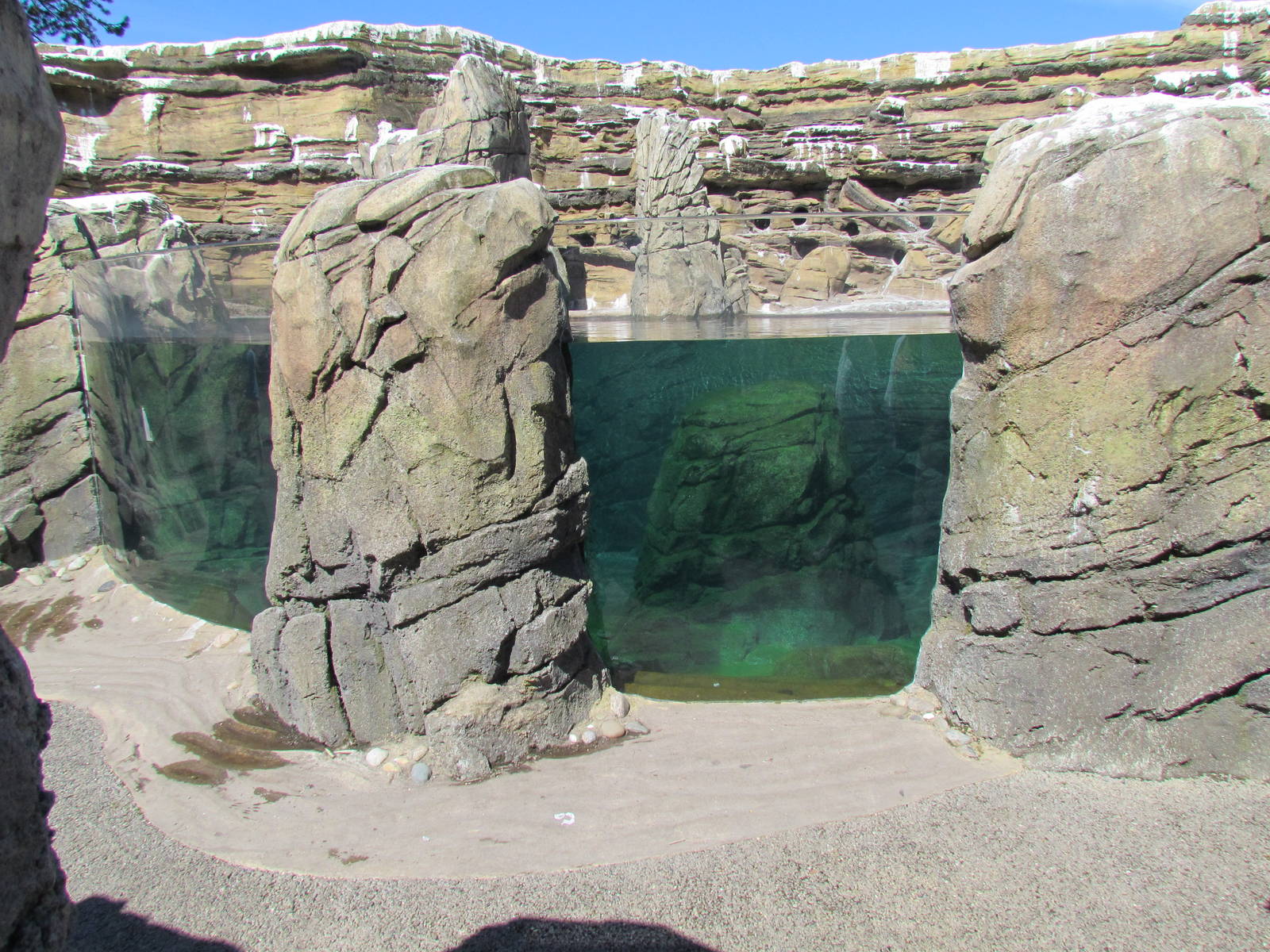 Humboldt Penguin Exhibit