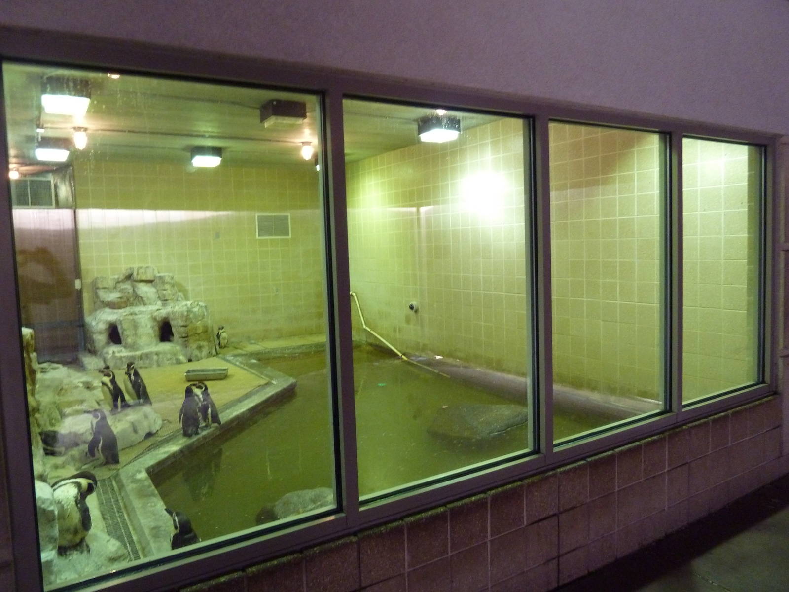 Humboldt Penguin Exhibit