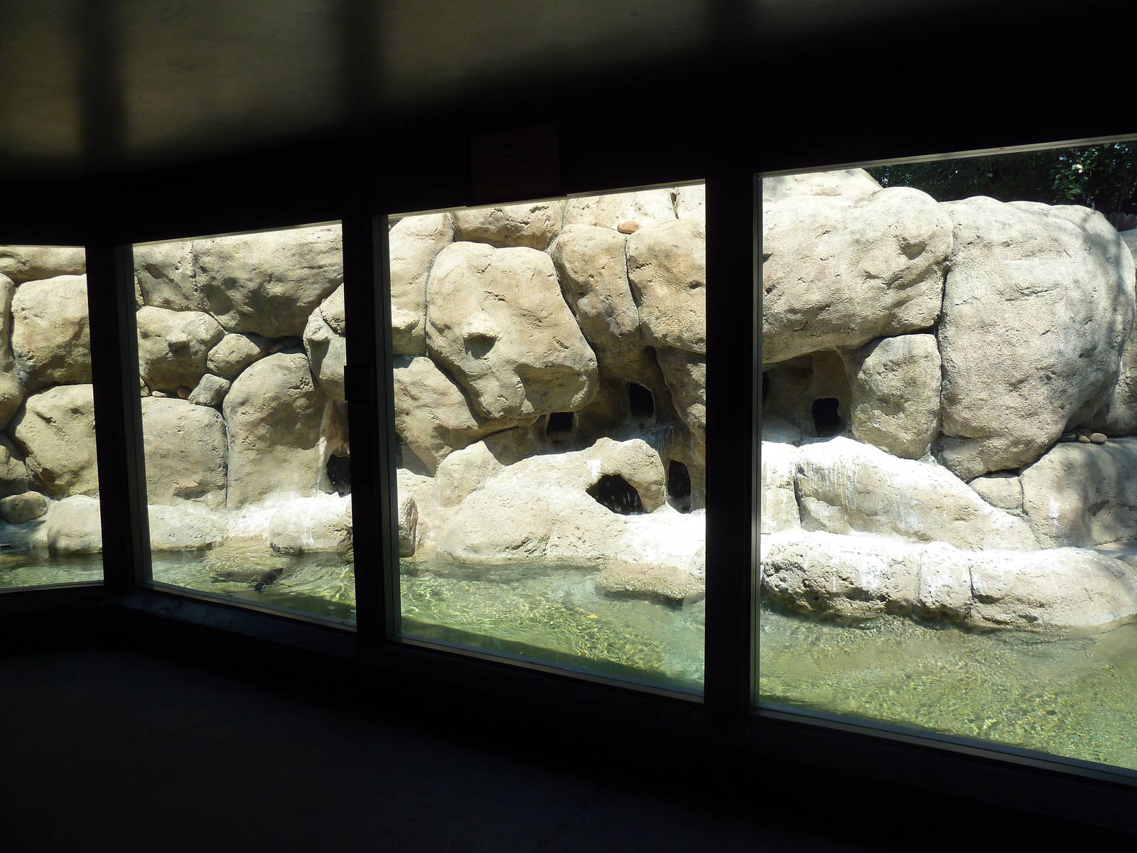 Humboldt Penguin Exhibit