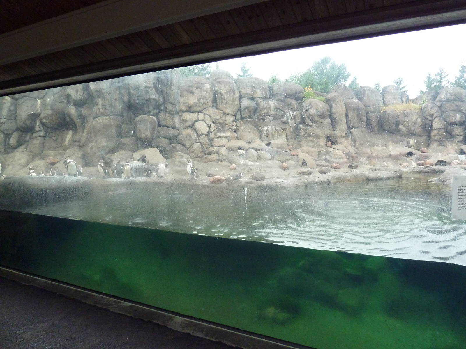 Humboldt Penguin Exhibit