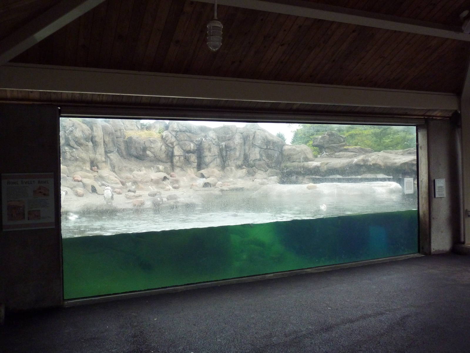 Humboldt Penguin Exhibit