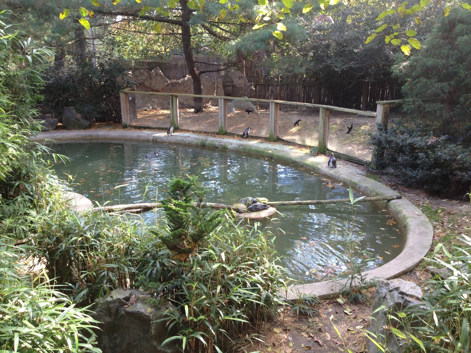 Humboldt Penguin Exhibit