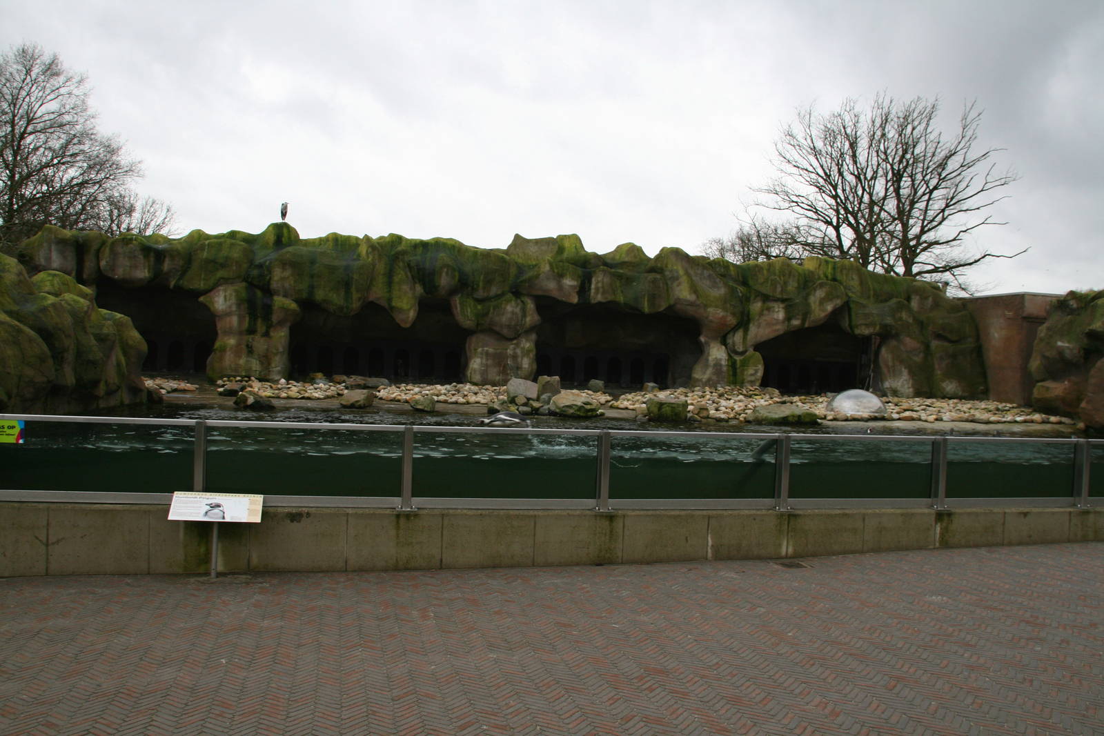 Humboldt Penguin exhibit