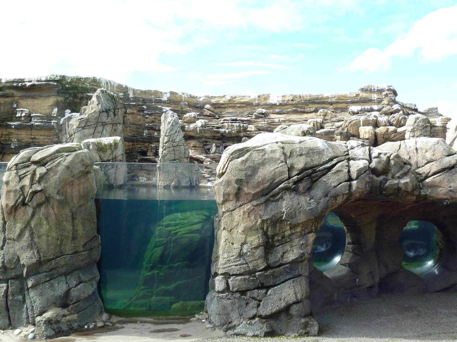Humboldt Penguin Exhibit