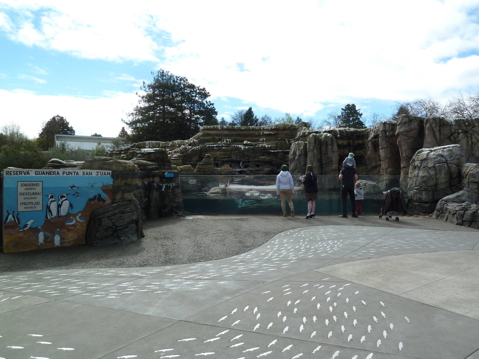 Humboldt Penguin Exhibit