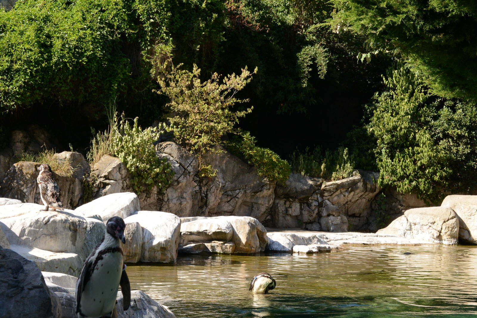 Humboldt penguin exhibit