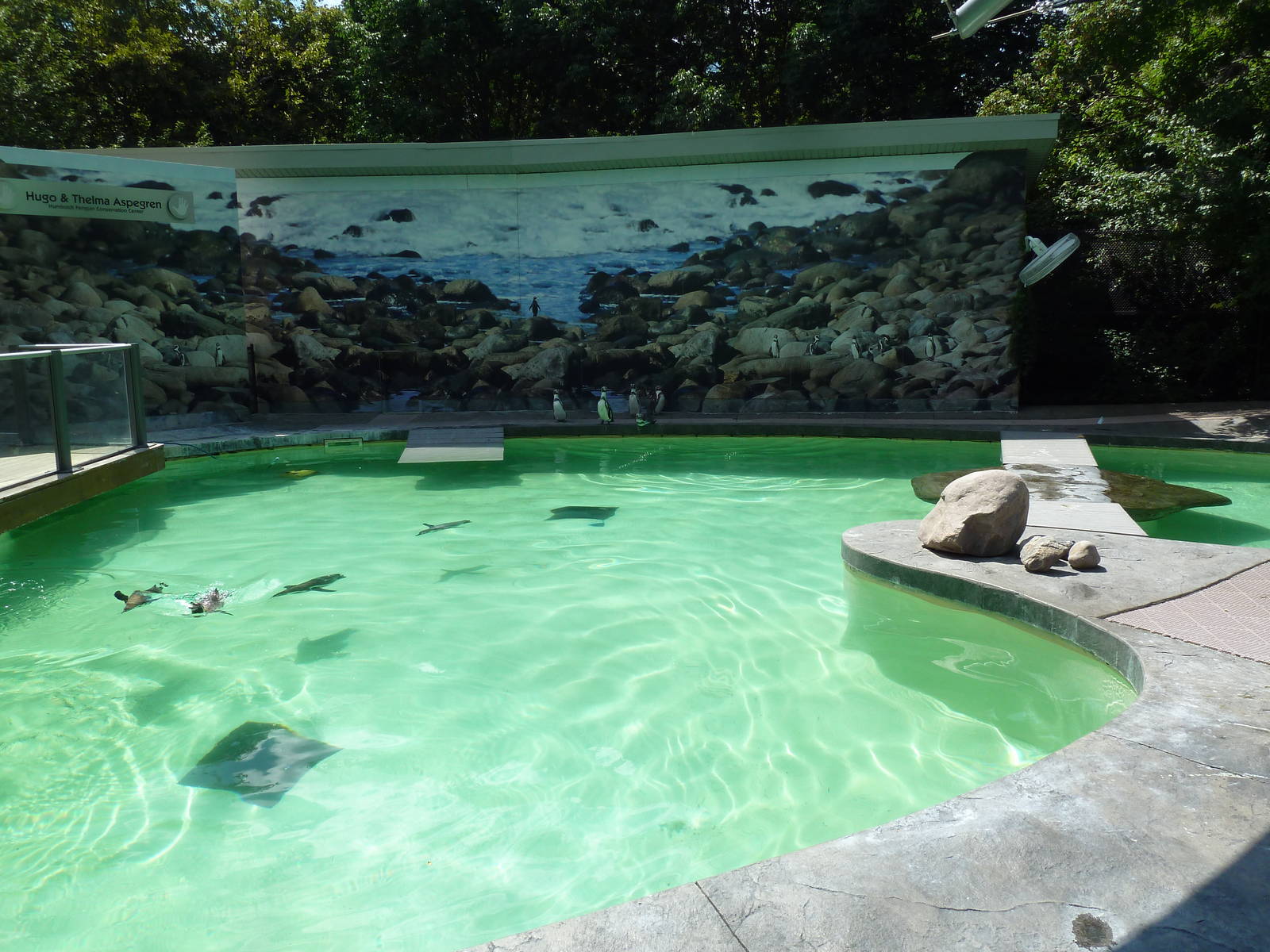 Humboldt Penguin Exhibit