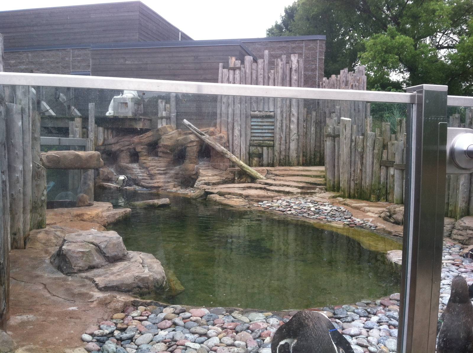 Humboldt Penguin Exhibit