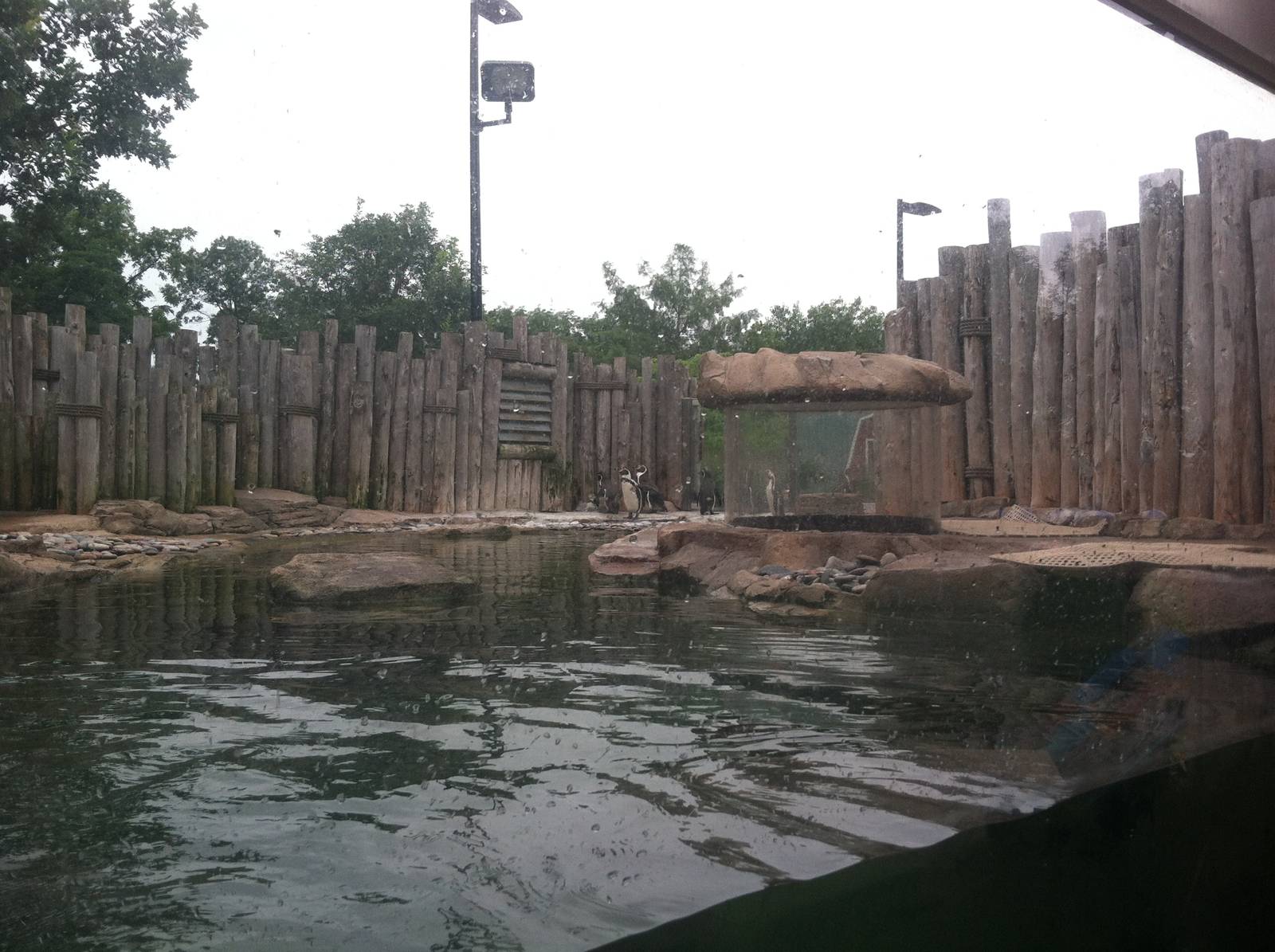 Humboldt Penguin Exhibit