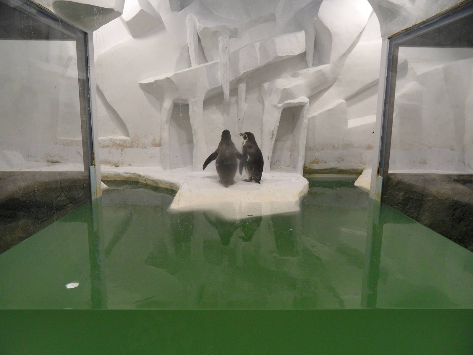 Humboldt penguin exhibit